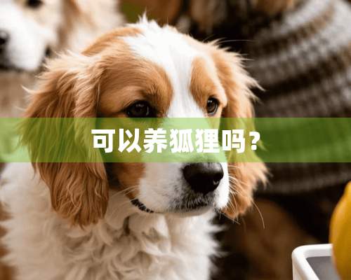 可以养狐狸吗？