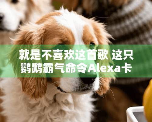 就是不喜欢这首歌 这只鹦鹉霸气命令Alexa卡歌