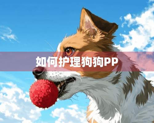 如何护理狗狗PP