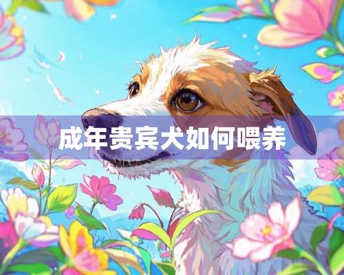 成年贵宾犬如何喂养