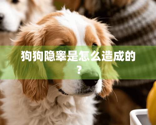 狗狗隐睾是怎么造成的？