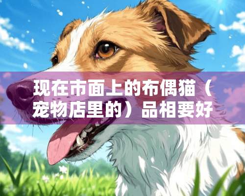 现在市面上的布偶猫（宠物店里的）品相要好，不需要怎么纯血的，还在幼期的宠物猫，无病状的，一般需要多