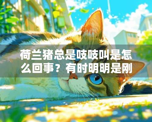 荷兰猪总是吱吱叫是怎么回事？有时明明是刚吃过东西