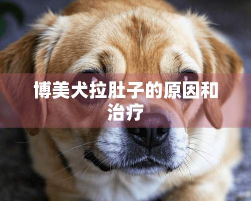 博美犬拉肚子的原因和治疗