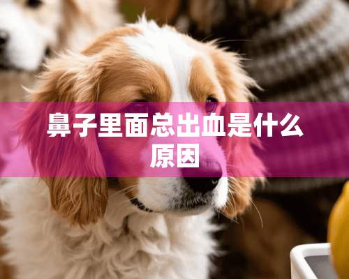 鼻子里面总出血是什么原因