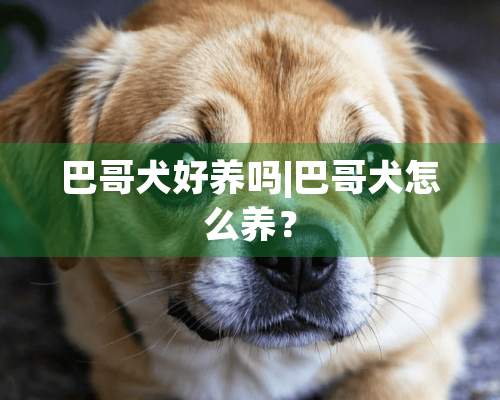 巴哥犬好养吗|巴哥犬怎么养？