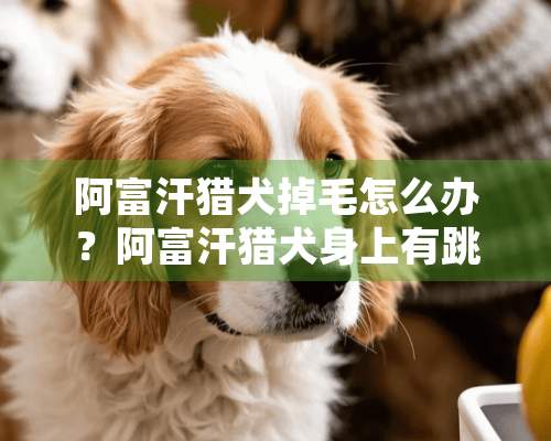 阿富汗猎犬掉毛怎么办？阿富汗猎犬身上有跳蚤怎么处理？