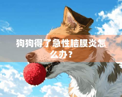 狗狗得了急性脑膜炎怎么办？