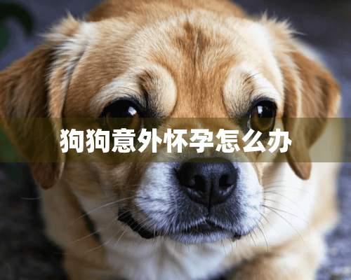 狗狗意外怀孕怎么办