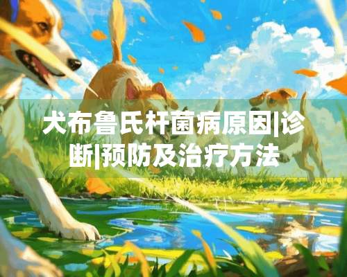 犬布鲁氏杆菌病原因|诊断|预防及治疗方法