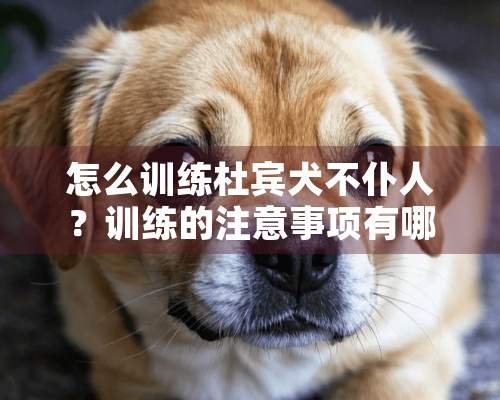 怎么训练杜宾犬不仆人？训练的注意事项有哪些？