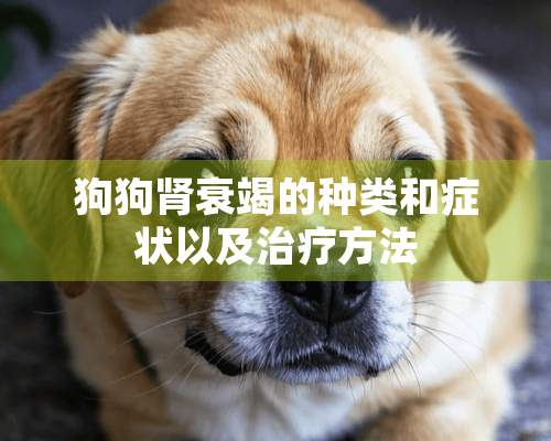 狗狗肾衰竭的种类和症状以及治疗方法