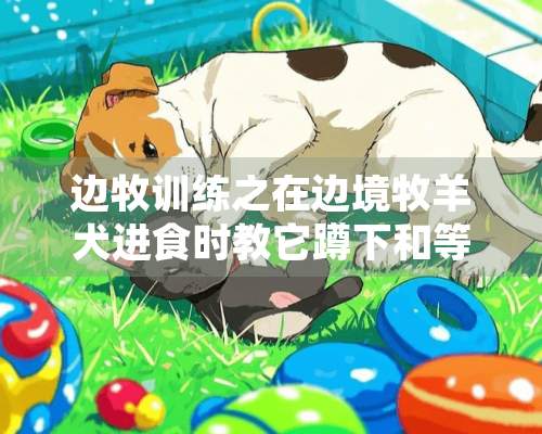 边牧训练之在边境牧羊犬进食时教它蹲下和等候