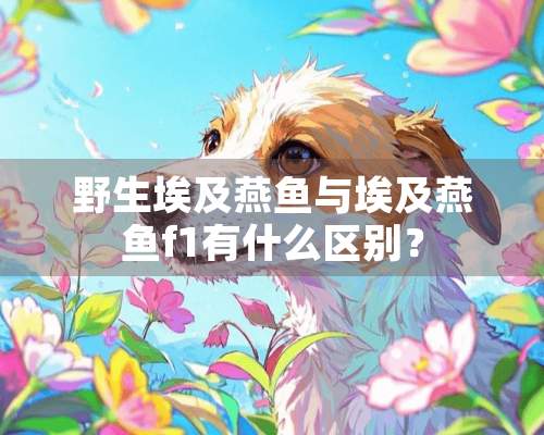 野生埃及燕鱼与埃及燕鱼f1有什么区别？