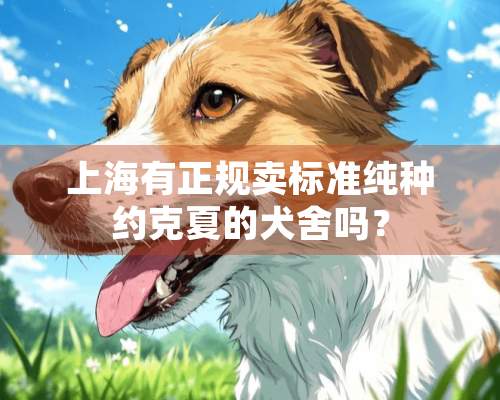 上海有正规卖标准纯种约克夏的犬舍吗？