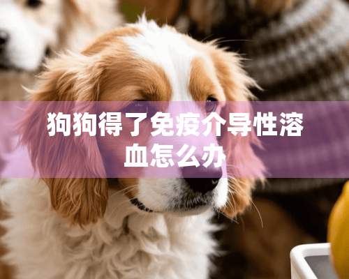 狗狗得了免疫介导性溶血怎么办