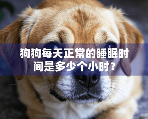 狗狗每天正常的睡眠时间是多少个小时？