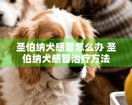 圣伯纳犬感冒怎么办 圣伯纳犬感冒治疗方法