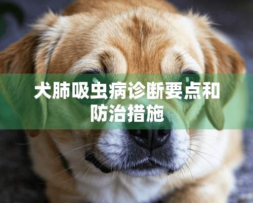 犬肺吸虫病诊断要点和防治措施