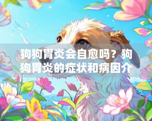 狗狗胃炎会自愈吗？狗狗胃炎的症状和病因介绍