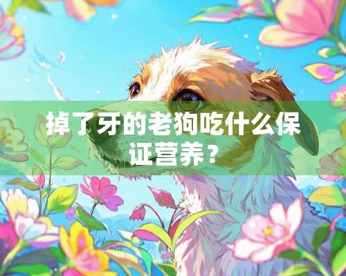 掉了牙的老狗吃什么保证营养？