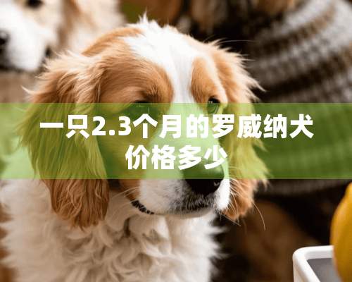 一只2.3个月的罗威纳犬价格多少