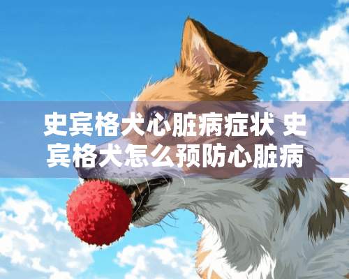 史宾格犬心脏病症状 史宾格犬怎么预防心脏病