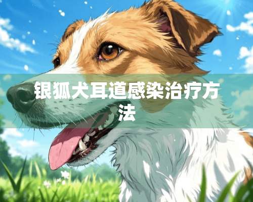 银狐犬耳道感染治疗方法