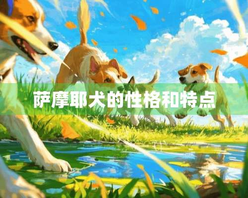 萨摩耶犬的性格和特点