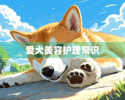 爱犬美容护理常识