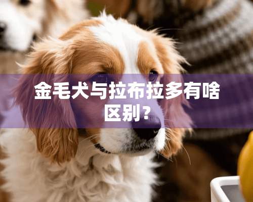 金毛犬与拉布拉多有啥区别？