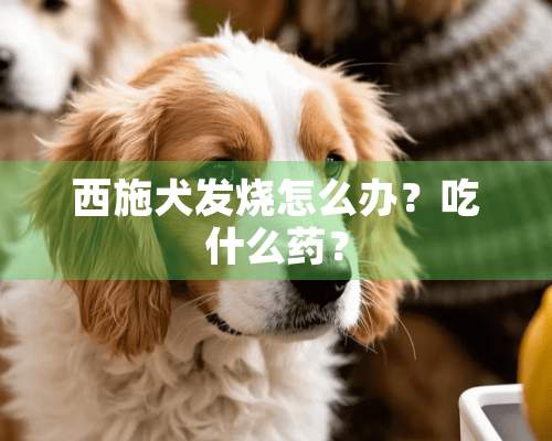 西施犬发烧怎么办？吃什么药？