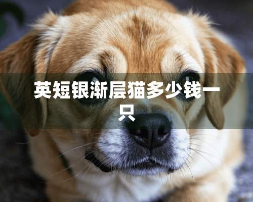 英短银渐层猫多少钱一只