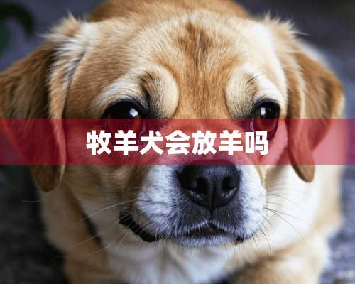 牧羊犬会放羊吗