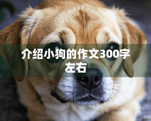 介绍小狗的作文300字左右