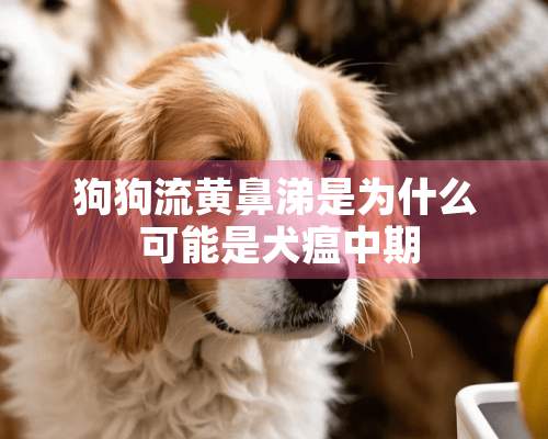 狗狗流黄鼻涕是为什么 可能是犬瘟中期