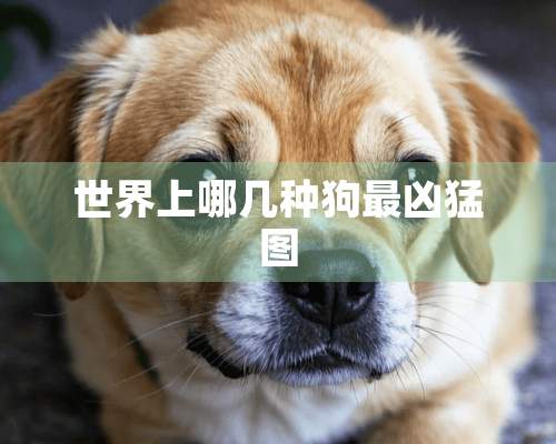 世界上哪几种狗最凶猛图