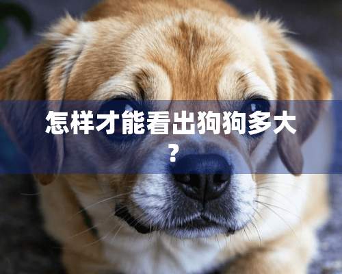 怎样才能看出狗狗多大？