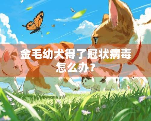 金毛幼犬得了冠状**怎么办？