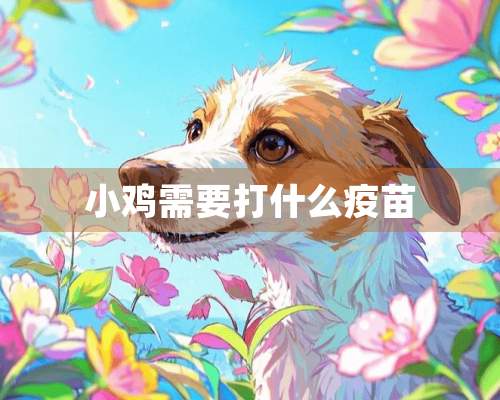 小鸡需要打什么**