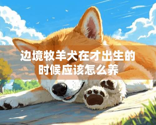 边境牧羊犬在才出生的时候应该怎么养