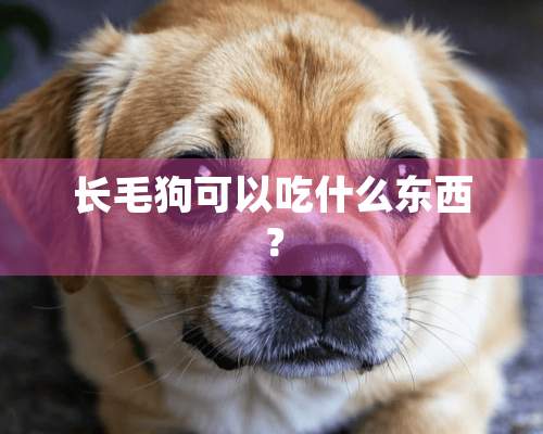 长毛狗可以吃什么东西？