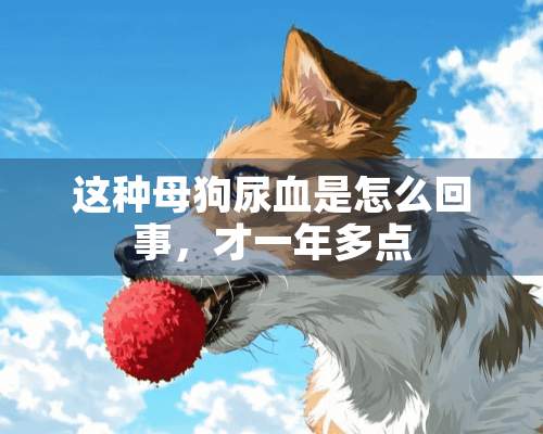 这种母狗尿血是怎么回事，才一年多点