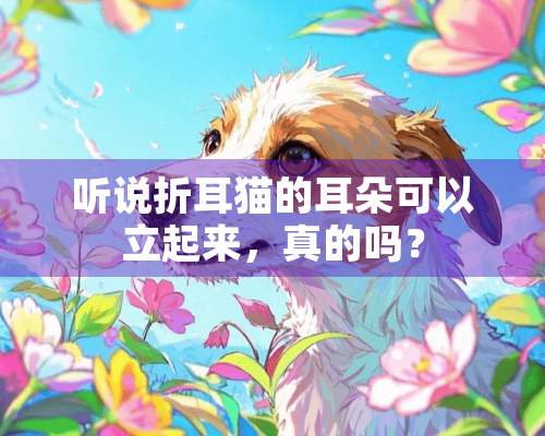 听说折耳猫的耳朵可以立起来，真的吗？