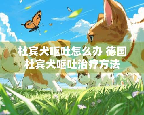 杜宾犬呕吐怎么办 德国杜宾犬呕吐治疗方法