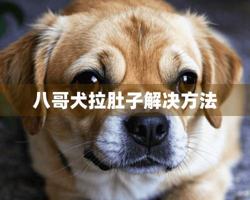 八哥犬拉肚子解决方法