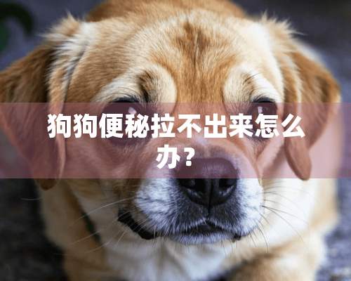 狗狗便秘拉不出来怎么办？