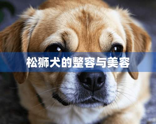 松狮犬的整容与美容