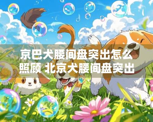 京巴犬腰间盘突出怎么照顾 北京犬腰间盘突出护理方法