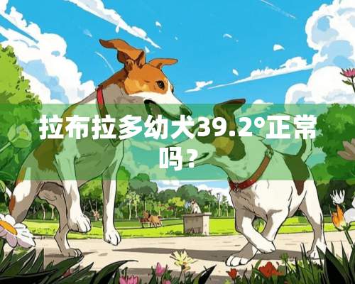 拉布拉多幼犬39.2°正常吗？